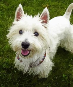 White Highland Terrier Diamond Painting