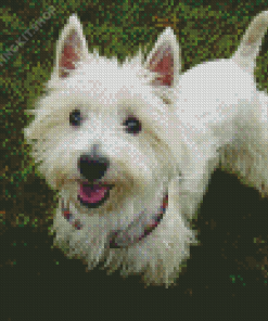 White Highland Terrier Diamond Painting