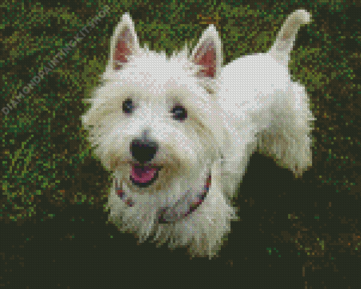 White Highland Terrier Diamond Painting