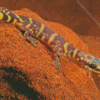 Wild Desert Gecko Diamond Painting