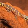 Wild Desert Gecko Diamond Painting