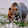 Adorable Bear In Flowers Field Diamond Painting