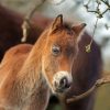 Adorable Horse Foal Diamond Painting