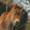 Adorable Horse Foal Diamond Painting