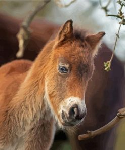 Adorable Horse Foal Diamond Painting