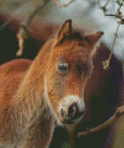 Adorable Horse Foal Diamond Painting