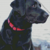 Aesthetic Black Lab Diamond Painting