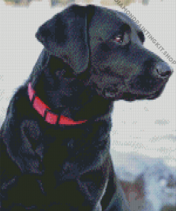 Aesthetic Black Lab Diamond Painting