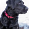 Aesthetic Black Lab Diamond Painting