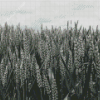 Aesthetic Wheat Field Black And White Diamond Painting