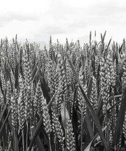 Aesthetic Wheat Field Black And White Diamond Painting