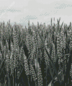 Aesthetic Wheat Field Black And White Diamond Painting