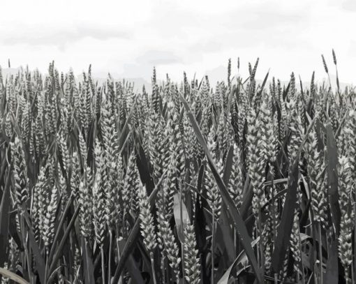 Aesthetic Wheat Field Black And White Diamond Painting