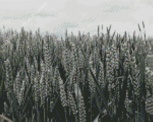 Aesthetic Wheat Field Black And White Diamond Painting