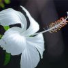 Aesthetic White Hibiscus Diamond Painting