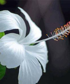 Aesthetic White Hibiscus Diamond Painting