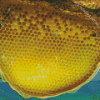 Aesthetic Bee Hive Diamond Painting