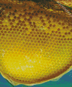 Aesthetic Bee Hive Diamond Painting