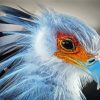 Aesthetic Bird Portrait Diamond Painting