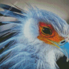 Aesthetic Bird Portrait Diamond Painting