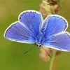 Aesthetic Blue And White Butterfly Diamond Painting