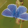 Aesthetic Blue And White Butterfly Diamond Painting