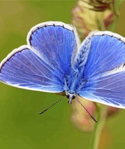 Aesthetic Blue And White Butterfly Diamond Painting