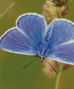 Aesthetic Blue And White Butterfly Diamond Painting