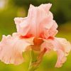 Aesthetic Pink Iris Flower Diamond Painting