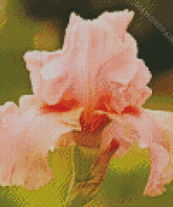 Aesthetic Pink Iris Flower Diamond Painting