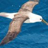 Albatross Flying Bird Diamond Painting