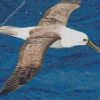 Albatross Flying Bird Diamond Painting