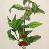 Arabica Coffee Plant Diamond Painting