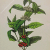 Arabica Coffee Plant Diamond Painting