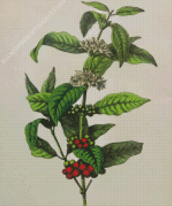 Arabica Coffee Plant Diamond Painting