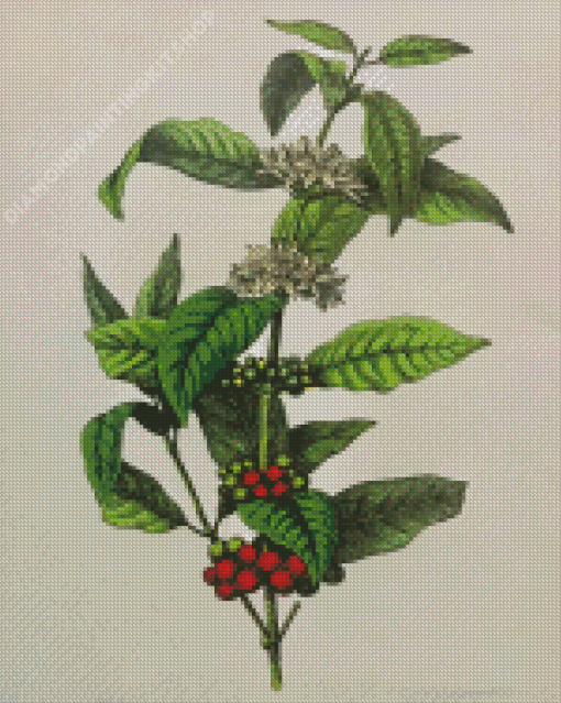 Arabica Coffee Plant Diamond Painting