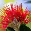 Close Up Pohutukawa Flower Diamond Painting