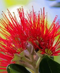 Close Up Pohutukawa Flower Diamond Painting