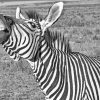 Funny Black And White Zebra Animal Diamond Painting