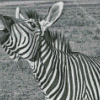 Funny Black And White Zebra Animal Diamond Painting