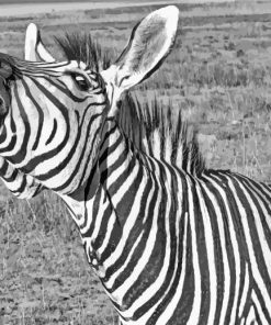 Funny Black And White Zebra Animal Diamond Painting