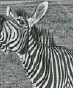 Funny Black And White Zebra Animal Diamond Painting