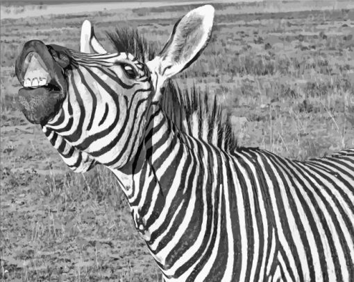 Funny Black And White Zebra Animal Diamond Painting