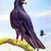 Indian Black Eagle Art Diamond Painting