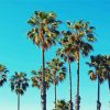 Palm Trees California Diamond Painting