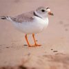 Piping Plover Diamond Painting