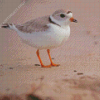 Piping Plover Diamond Painting