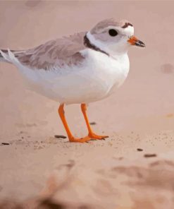 Piping Plover Diamond Painting