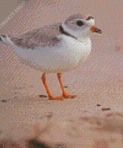 Piping Plover Diamond Painting