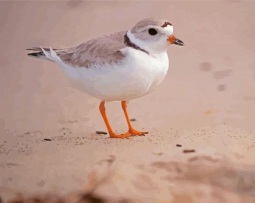 Piping Plover Diamond Painting